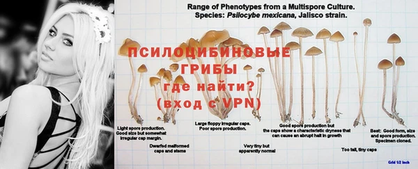 гашик Аркадак